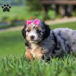 Starfire, Mini Bernedoodle Puppy