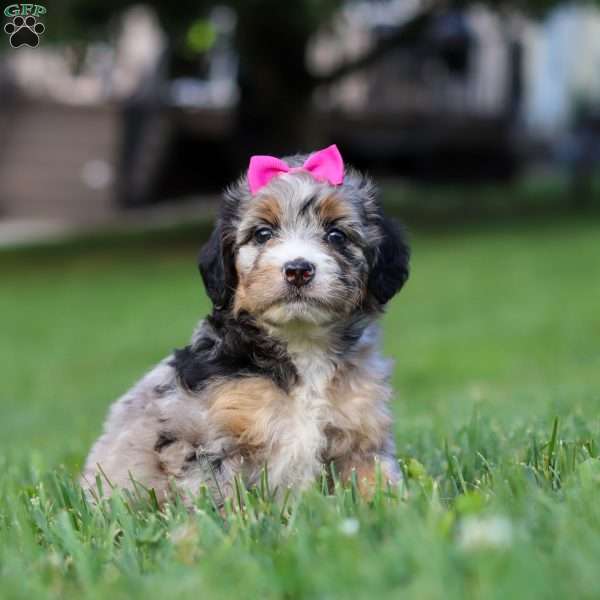 Starfire, Mini Bernedoodle Puppy