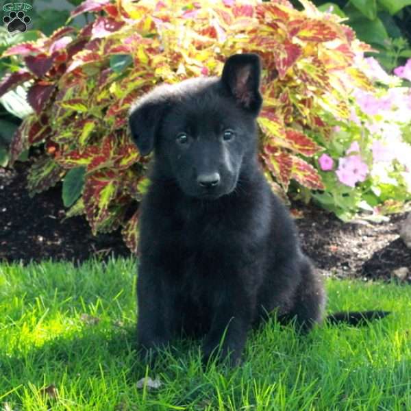 Stark, German Shepherd Puppy