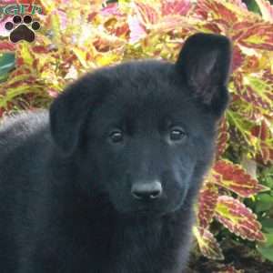 Stark, German Shepherd Puppy