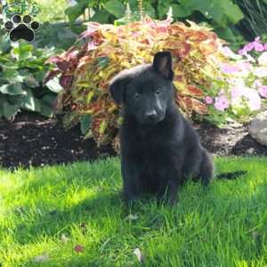 Stark, German Shepherd Puppy