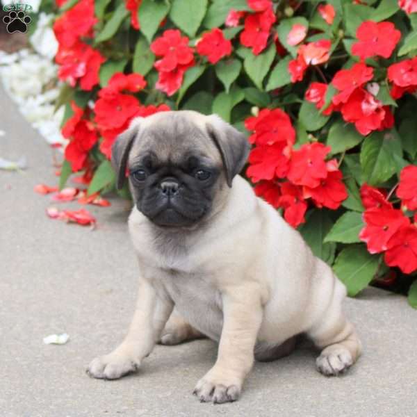 Starling, Pug Puppy