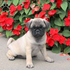 Starling, Pug Puppy
