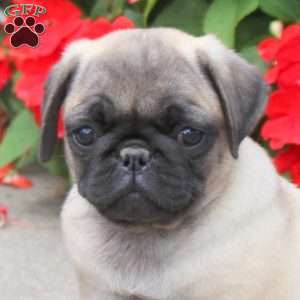 Starling, Pug Puppy