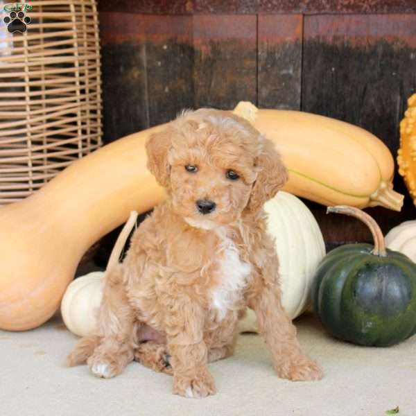 Stella, Bich-Poo Puppy