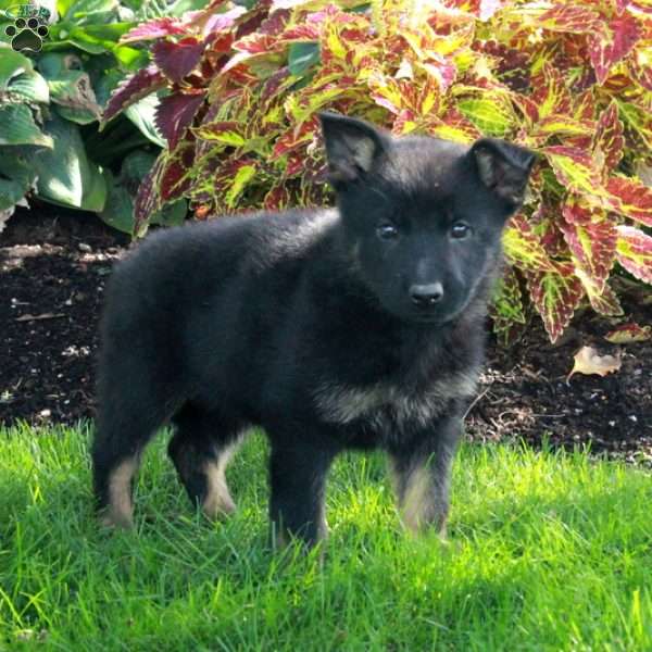 Stella, German Shepherd Puppy