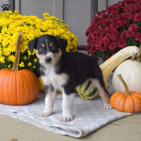 Stella, Australian Shepherd Puppy