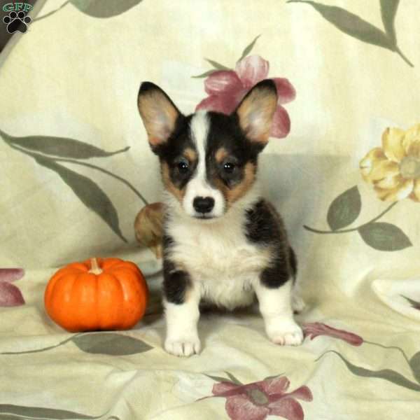 Stella, Pembroke Welsh Corgi Puppy