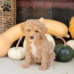 Stella, Bich-Poo Puppy