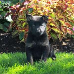 Stella, German Shepherd Puppy