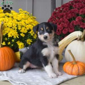 Stella, Australian Shepherd Puppy