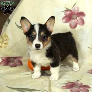 Stella, Pembroke Welsh Corgi Puppy