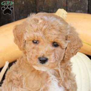Stella, Bich-Poo Puppy