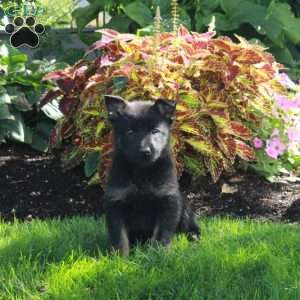 Stella, German Shepherd Puppy