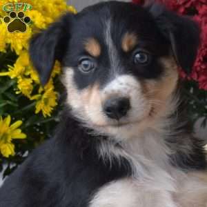 Stella, Australian Shepherd Puppy