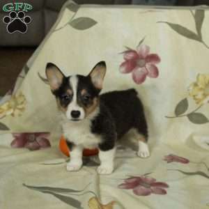 Stella, Pembroke Welsh Corgi Puppy