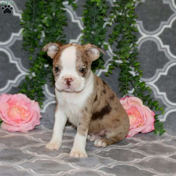 Sterling, Boston Terrier Puppy