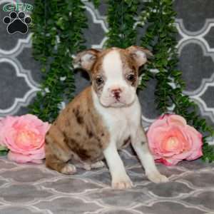 Sterling, Boston Terrier Puppy