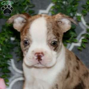 Sterling, Boston Terrier Puppy
