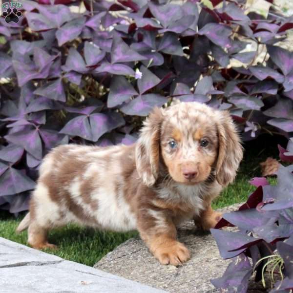 Stewart, Dachshund Puppy