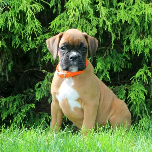 Stewart, Boxer Puppy