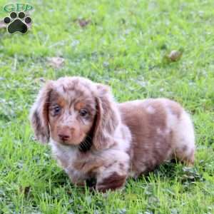 Stewart, Dachshund Puppy