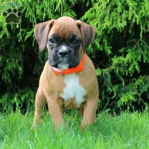 Stewart, Boxer Puppy