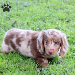Stewart, Dachshund Puppy