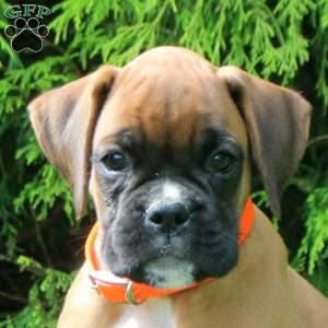 Stewart, Boxer Puppy