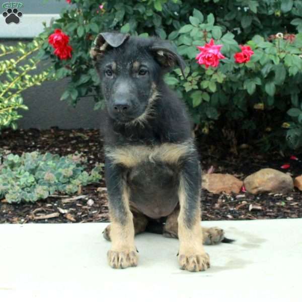 Storm, German Shepherd Puppy