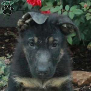 Storm, German Shepherd Puppy