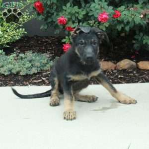 Storm, German Shepherd Puppy