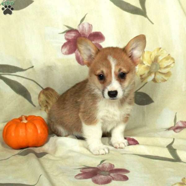 Stuart, Pembroke Welsh Corgi Puppy