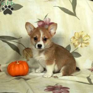 Stuart, Pembroke Welsh Corgi Puppy