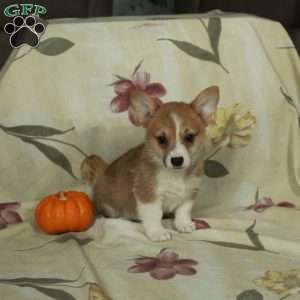 Stuart, Pembroke Welsh Corgi Puppy