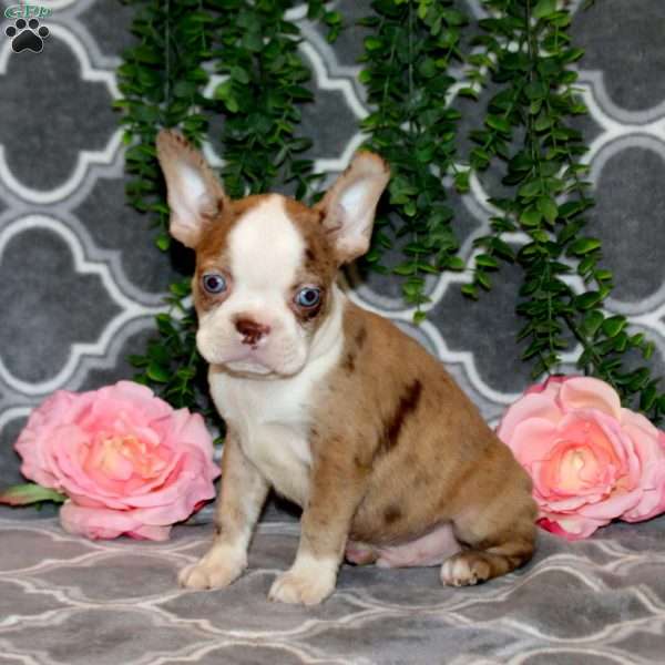 Stuart, Boston Terrier Puppy