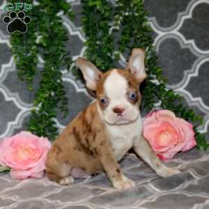 Stuart, Boston Terrier Puppy
