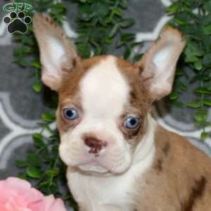 Stuart, Boston Terrier Puppy