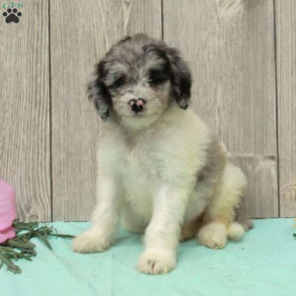 Sue, Borderdoodle Puppy