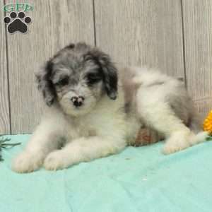 Sue, Borderdoodle Puppy