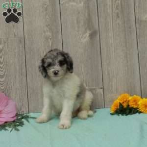 Sue, Borderdoodle Puppy