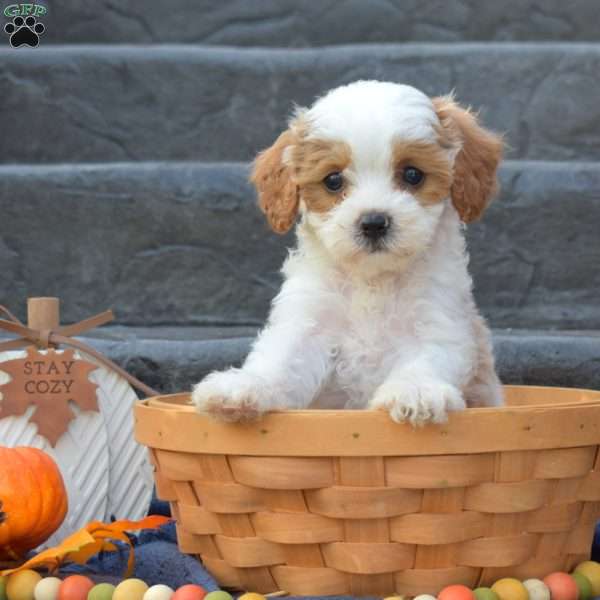 Sugar, Cavapoo Puppy