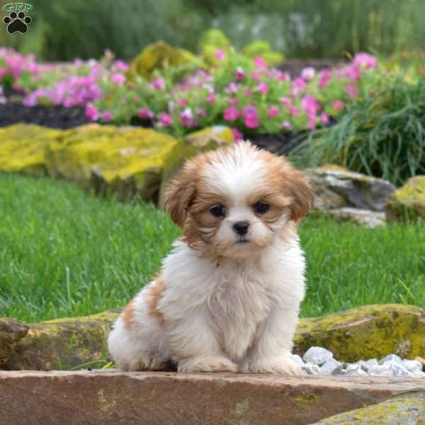 Sugar, Shih Tzu Puppy