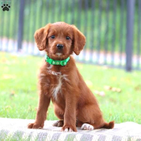 Sugar, Labradoodle Puppy