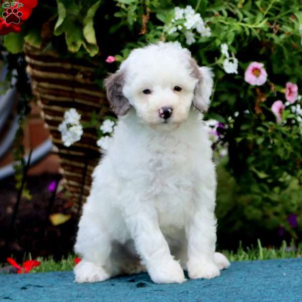 Sugar, Mini Bernedoodle Puppy