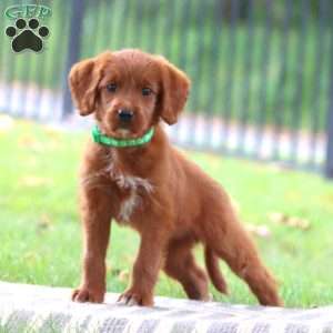 Sugar, Labradoodle Puppy