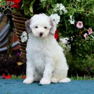 Sugar, Mini Bernedoodle Puppy