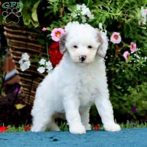 Sugar, Mini Bernedoodle Puppy