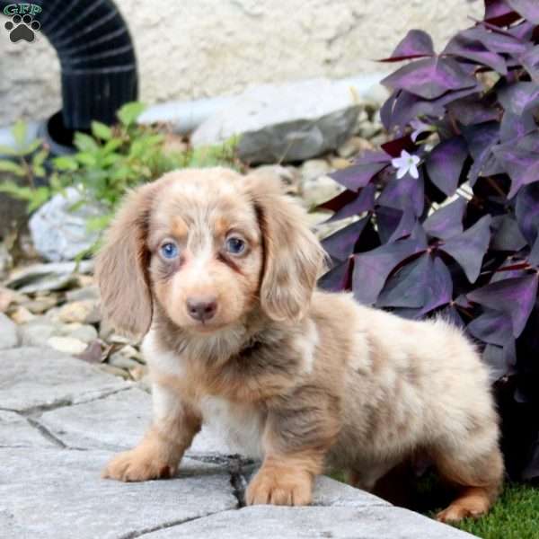 Sully, Dachshund Puppy