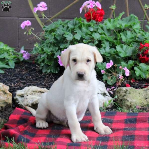 Sully, Yellow Labrador Retriever Puppy